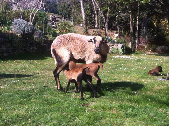 cameroon sheep