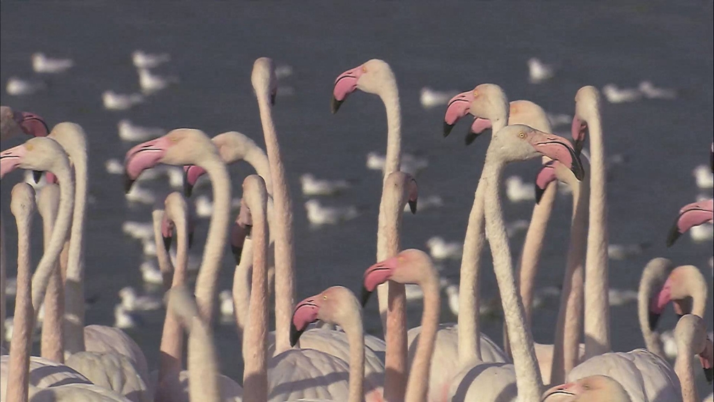 flamingos