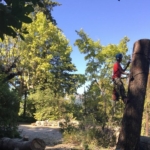canigou tree & garden