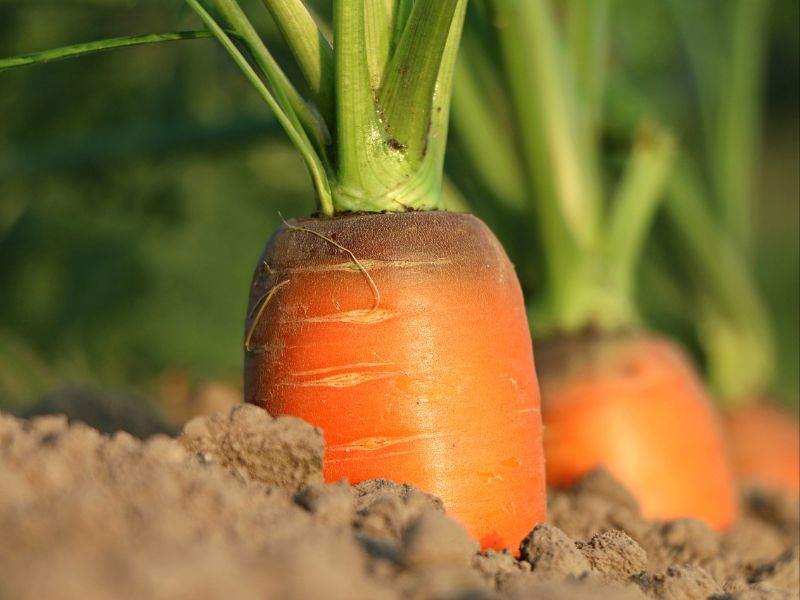 carrot food for thought