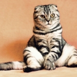 pet sitting