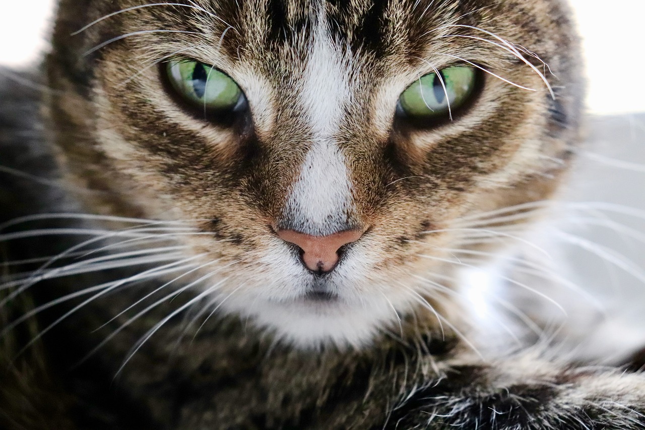 cat