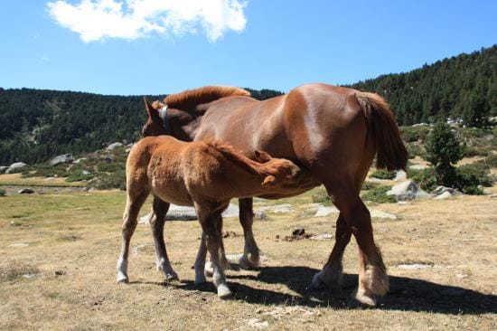 Walk Porteille de la Grave in the high Pyrenees