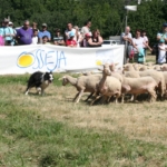 Concours international de Chiens de Bergers