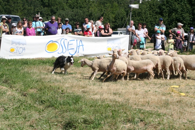 Concours international de Chiens de Bergers