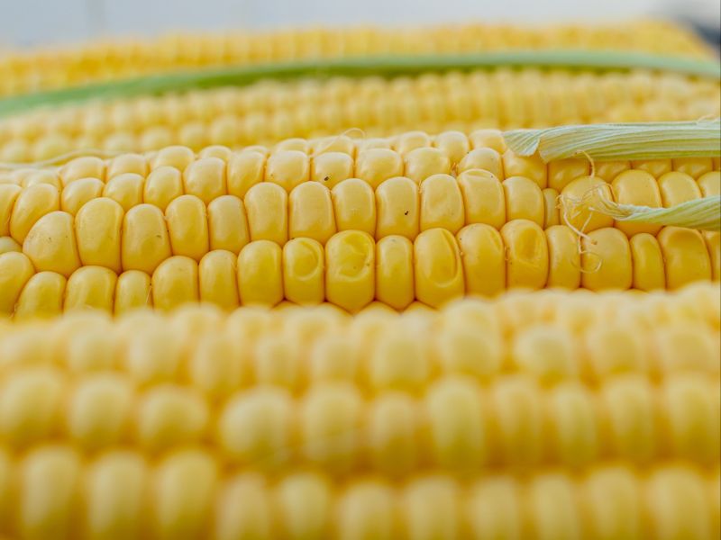 corn food for thought