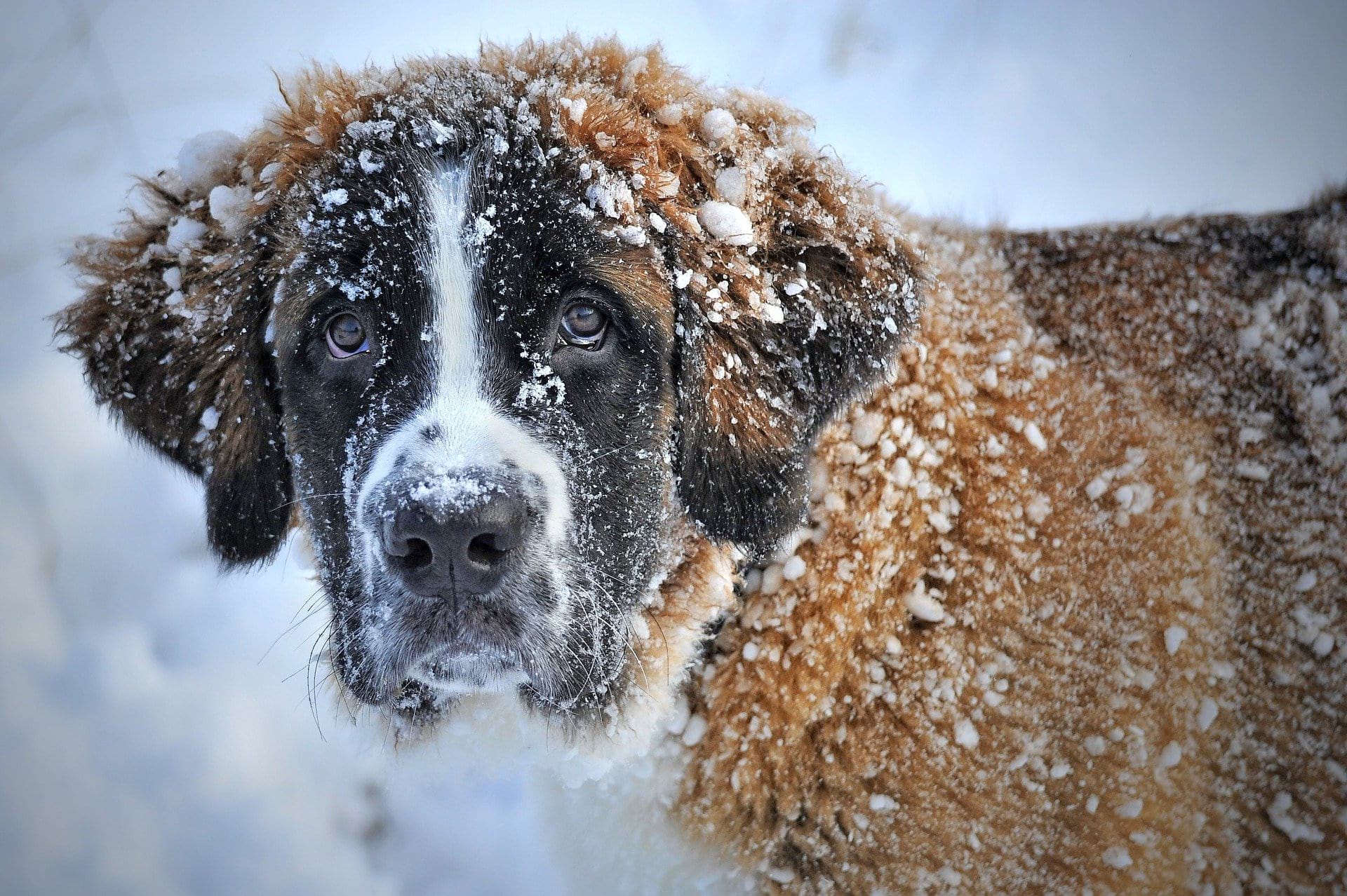 saint bernard