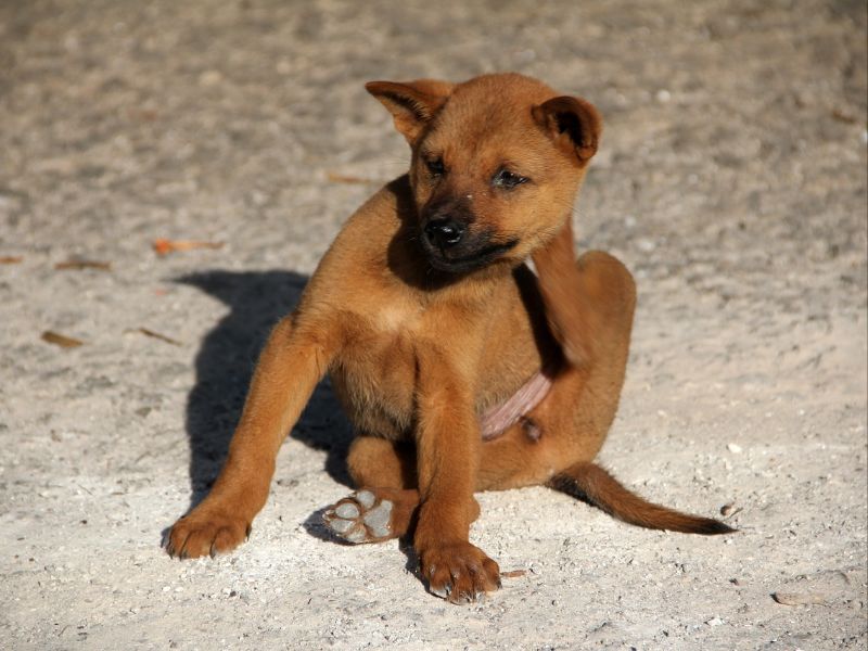 dog fleas