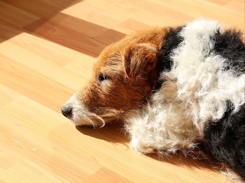 fox terrier