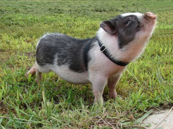pet Vietnamese pig