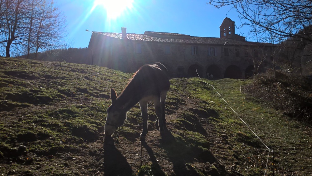 Catalan donkey where the trail reaches the Ermitage de Notre Dame du Coral