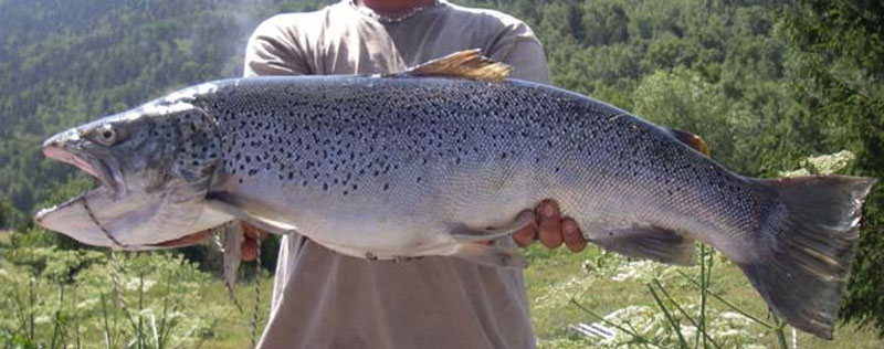fishing in the pyrenees