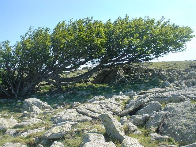 wind tree pic neoulous