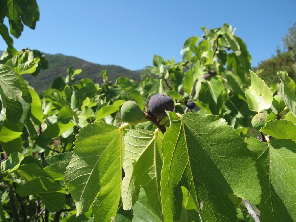 Figs in September