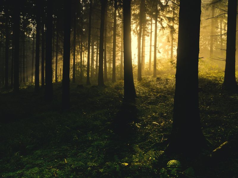 woodland