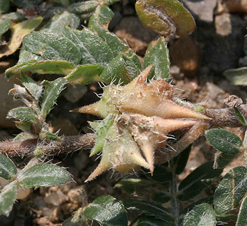 Beware the Puncturevine - looks can be deceptive!
