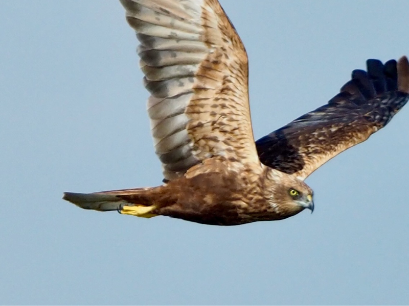 Female marsh harrier