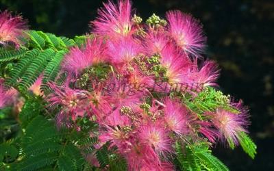 Albizia Julibrissin "Ombrella"