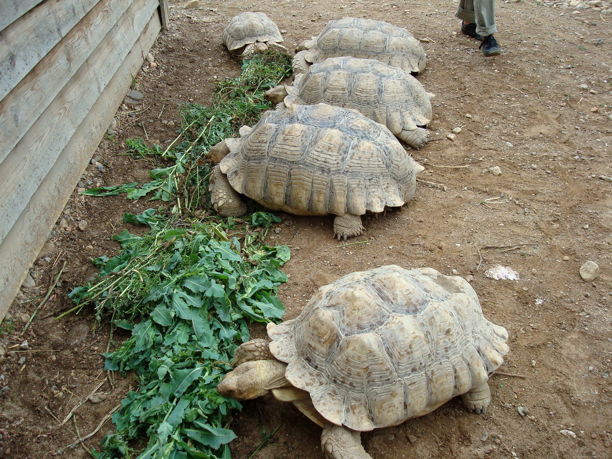 Vallé des tortues