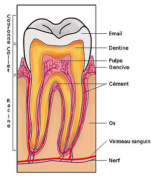 Chez le dentiste