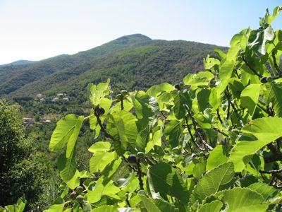 Fig trees in the Pyrenees-Orientales