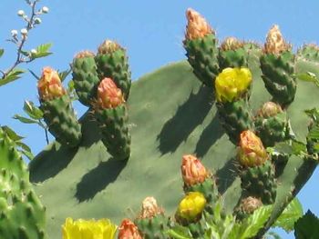 Prickly Pear