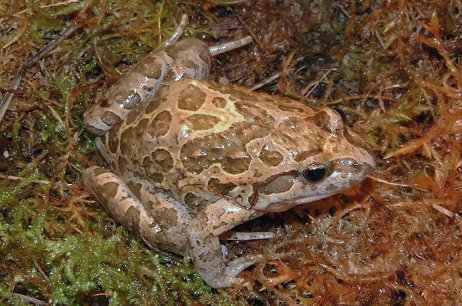 Painted Frog (Discoglossus pictus scovazzi)