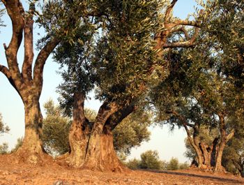 Olive trees