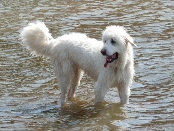 Lili training to be a Triathlete  