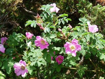 rock roses in the Pyrenees