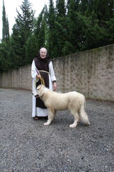 Pyrennean Mountain Dogs in the Albères.