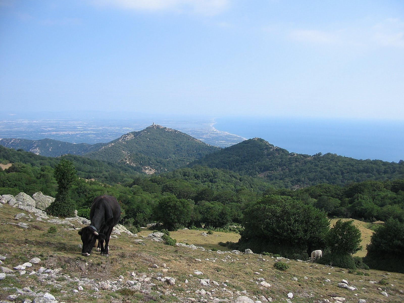 La forêt des Couloumates 