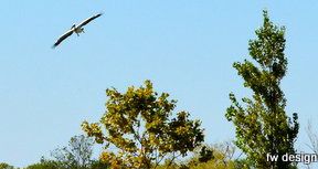 Dalmation Pelican in Saint Cyprien