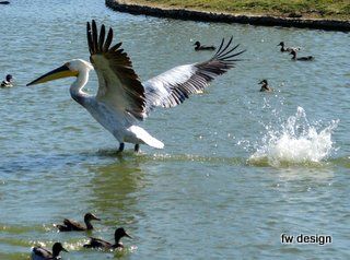 Dalmation Pelican in Saint Cyprien