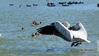 Dalmation Pelican in Saint Cyprien