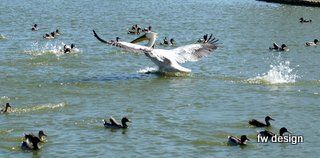 Dalmation Pelican in Saint Cyprien