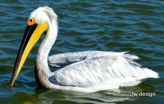 Dalmation Pelican in Saint Cyprien