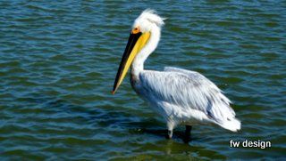 Dalmation Pelican in Saint Cyprien