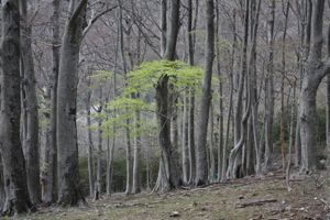 La Réserve naturelle nationale de la forêt de la Massane