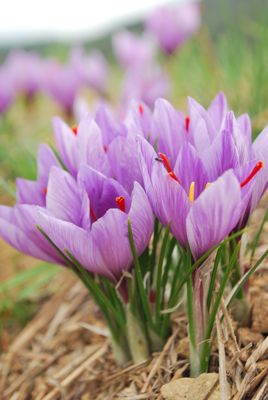 Saffron farming in the Pyrenees Orientales