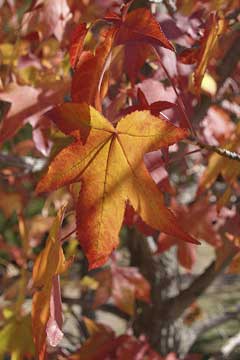 Liquidamber styriaciflua