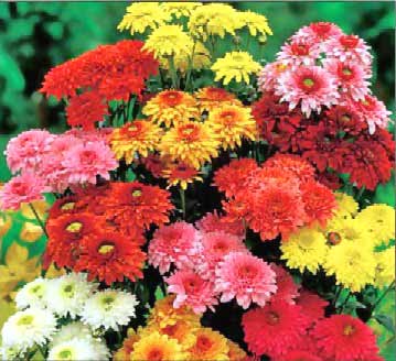 Chrysanthemums