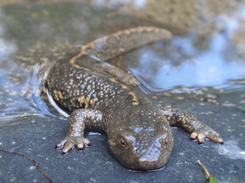 Salamanders in Baillestavy