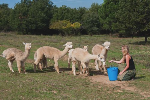 Me and my girls – Alpacas in the P-O