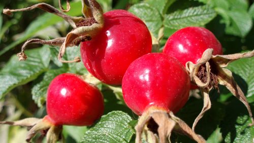 Rosehips A great accompaniment for cheese, charcuterie, pate 