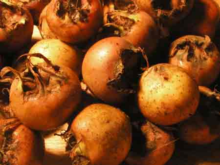 medlars