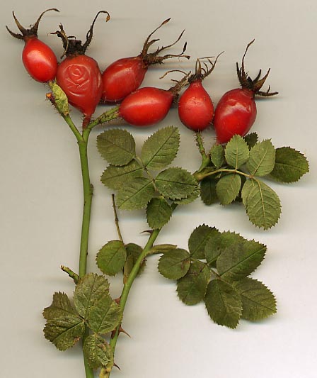 Rose Hip Syrup