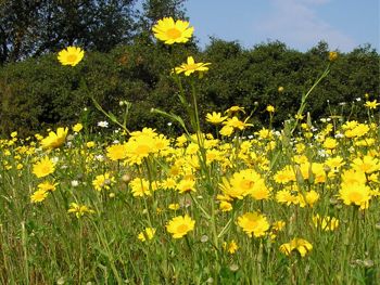 Sorede_wild_flowers