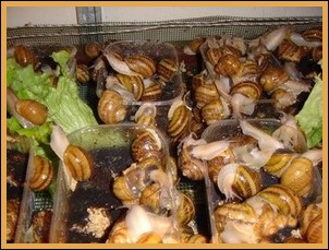 Snails