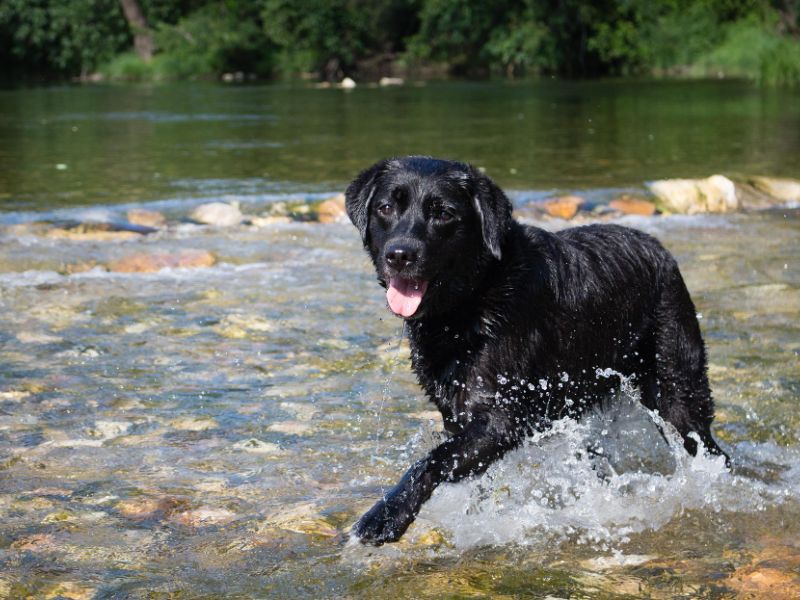 dog in river